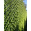 Зелений паркан Co-Group змішаного кольору H-1,00м х 1м в рулоні